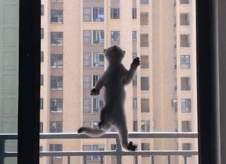 猫咪攀岩走壁 好似强大超能力 猫咪：倒霉 猫咪侠的身份不暴漏了(图2)