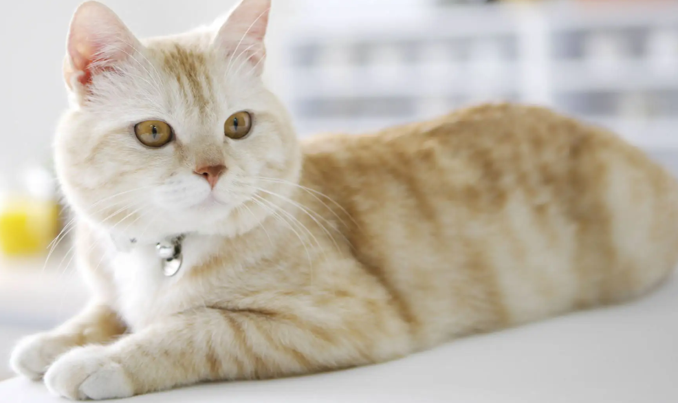 猫狗的寿命总共是几年?铲屎官们肯定会得知道(图2)