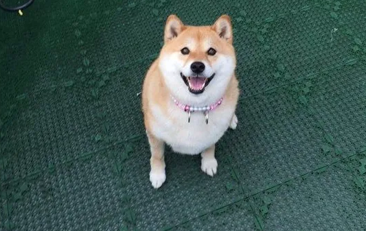 猫狗的寿命总共是几年?铲屎官们肯定会得知道(图1)