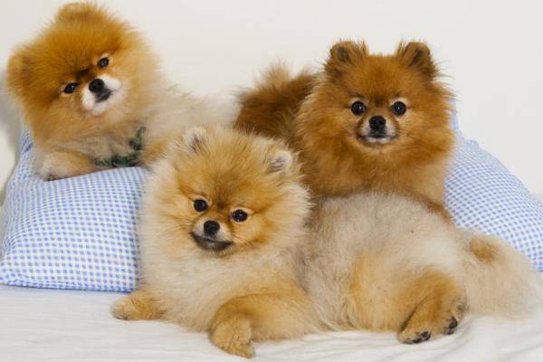 博美山公期要继续多久