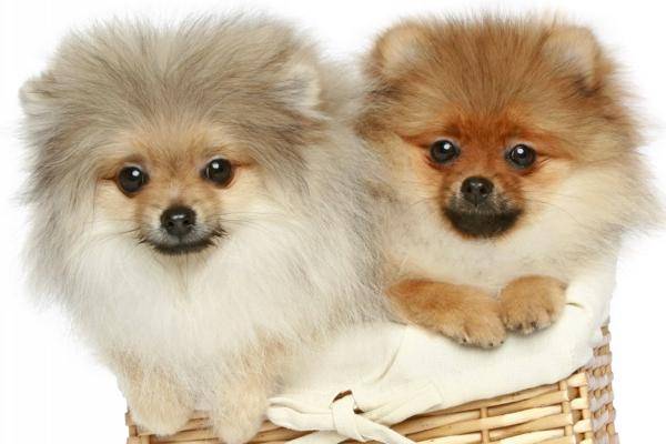 博美山公期要继续多久