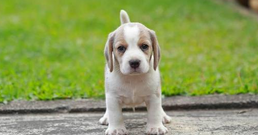 狗狗老叫唤是有什么原因？我来跟你说答案！(图2)