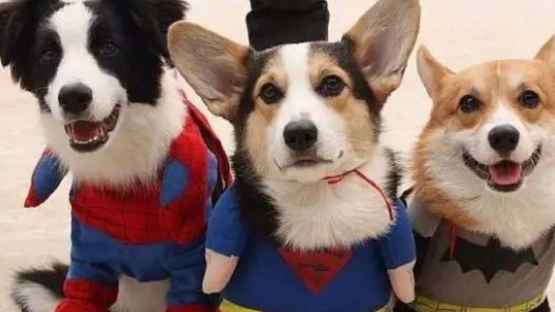 狗冬天必须穿衣服吗(图1)