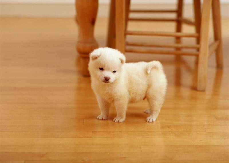 狗狗挑食怎么办