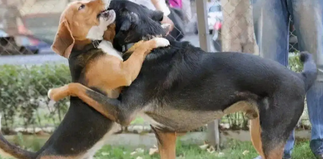 公狗多大母狗发情第二次？奇怪的的知识再增长了！(图1)