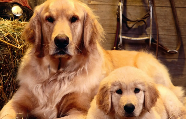 公狗多大母狗发情第二次？奇怪的的知识再增长了！(图2)