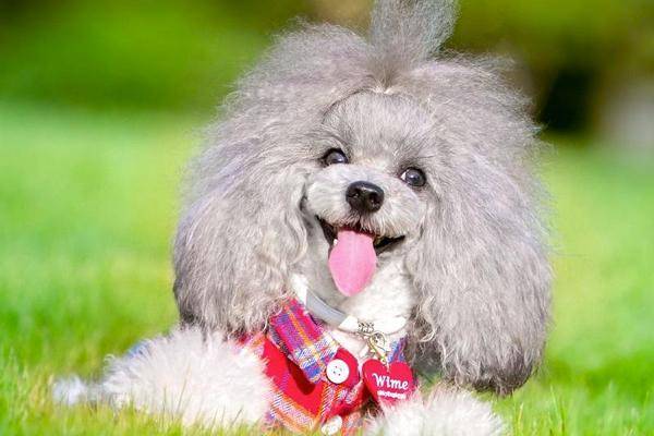 贵宾犬眼泪多需求用药吗