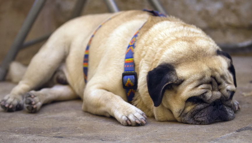 小型犬短毛有哪些品种？来这打听一下一下(图2)