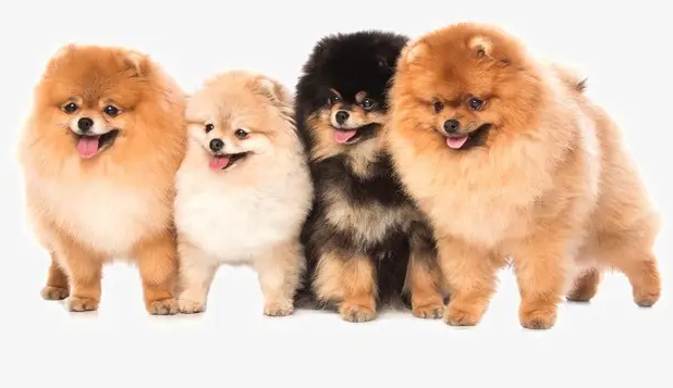 狗狗看到的世界是什么呢样子?铲屎官有必要很清楚(图2)