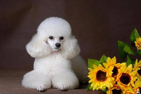 贵宾犬爱睡觉正常吗