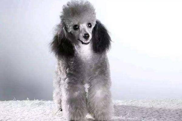 贵宾犬爱睡觉正常吗