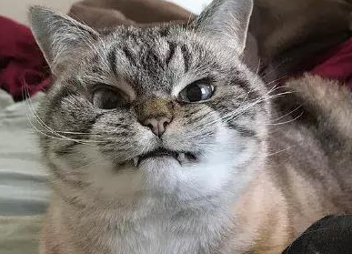 行走的表情包 你家有吗？每只猫是天生表情包(图3)