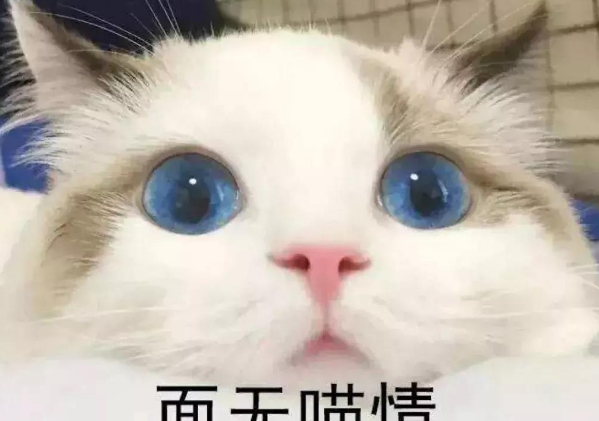 行走的表情包 你家有吗？每只猫是天生表情包(图2)