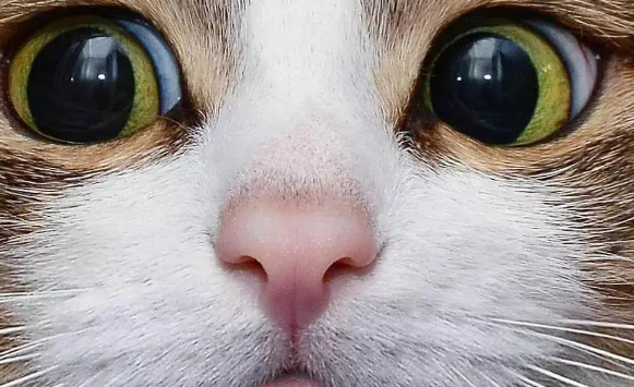 行走的表情包 你家有吗？每只猫是天生表情包(图1)