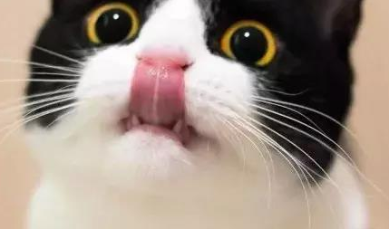 行走的表情包 你家有吗？每只猫是天生表情包(图4)