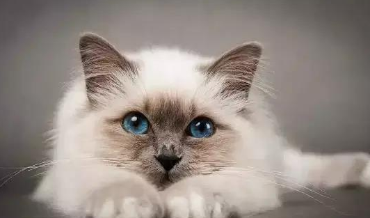 行走的表情包 你家有吗？每只猫是天生表情包(图5)
