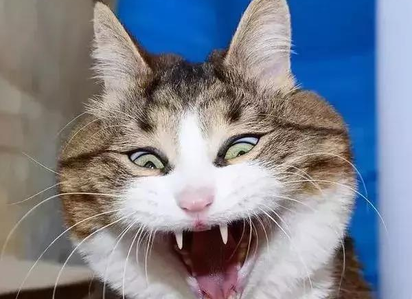 行走的表情包 你家有吗？每只猫是天生表情包(图6)