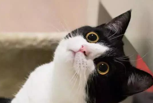 行走的表情包 你家有吗？每只猫是天生表情包(图7)