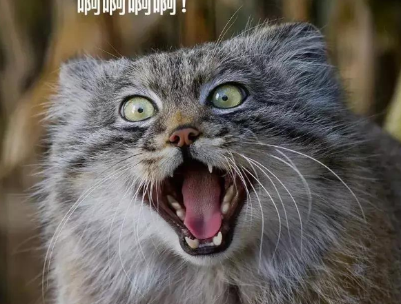 行走的表情包 你家有吗？每只猫是天生表情包(图8)