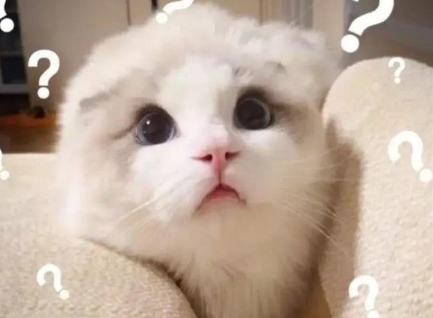行走的表情包 你家有吗？每只猫是天生表情包(图9)