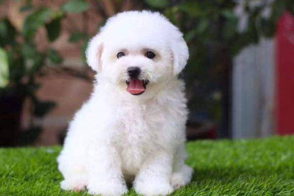 比熊犬和贵宾犬哪个听话