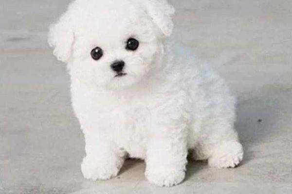 比熊犬和贵宾犬哪个听话