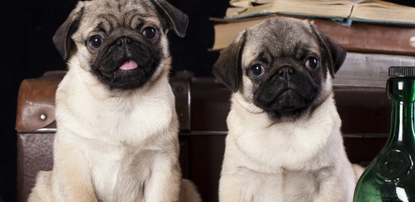 什么好狗笨乖乖听话又好养?快来去瞧瞧~(图1)