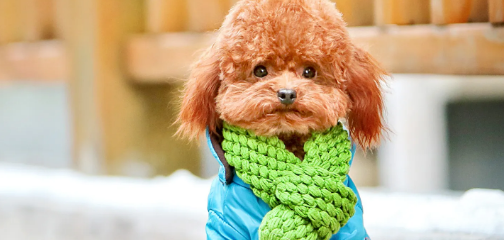 什么好狗笨乖乖听话又好养?快来去瞧瞧~(图2)