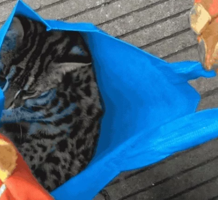 高铁站闯进一只小猫贼 消防员一看…咋又是牢底坐穿(图1)