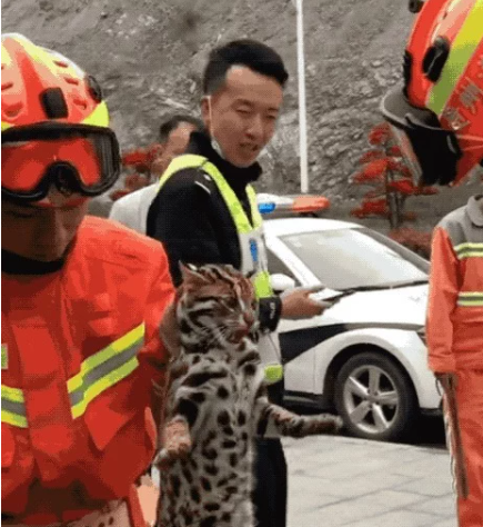 高铁站闯进一只小猫贼 消防员一看…咋又是牢底坐穿(图3)