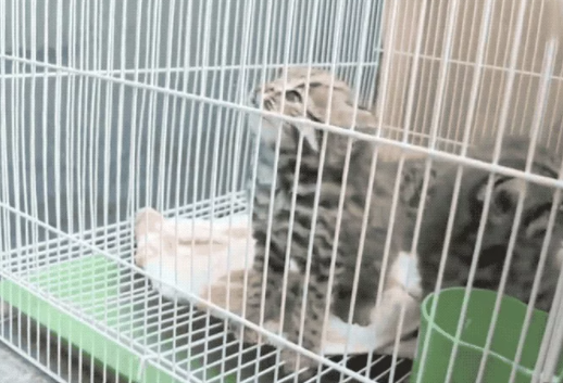 高铁站闯进一只小猫贼 消防员一看…咋又是牢底坐穿(图5)