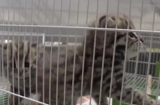 高铁站闯进一只小猫贼 消防员一看…咋又是牢底坐穿(图6)