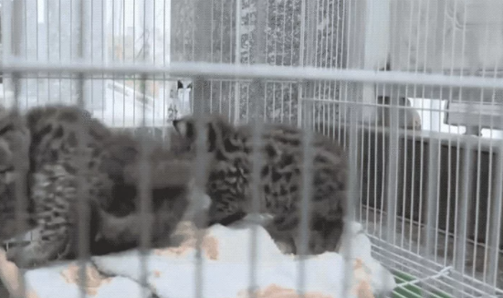 高铁站闯进一只小猫贼 消防员一看…咋又是牢底坐穿(图7)