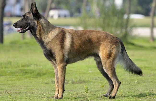 马犬胆子太小怎么办