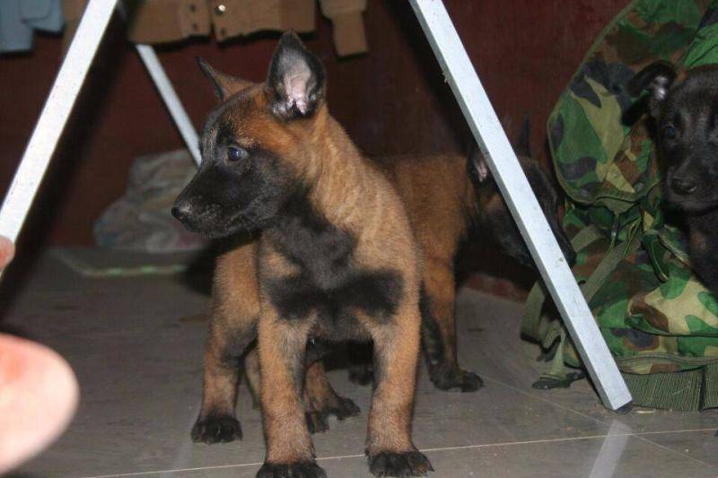 马犬胆子太小怎么办