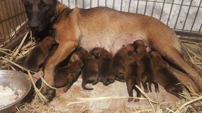 马犬胆子太小怎么办
