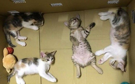 虎斑猫睡到不省喵事一副大叔模样笑翻网友(图1)