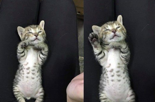 虎斑猫睡到不省喵事一副大叔模样笑翻网友(图2)