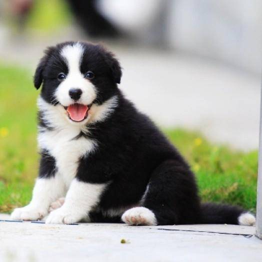 边境牧羊犬怎样练习