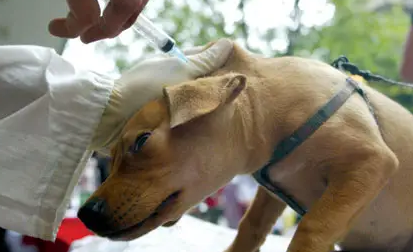 现在养狗可以打狂犬疫苗吗?新手要先打听一下!(图1)