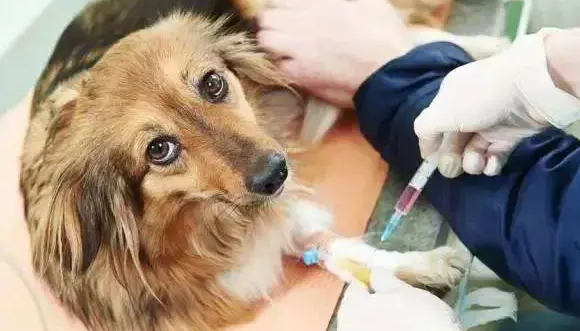 现在养狗可以打狂犬疫苗吗?新手要先打听一下!(图2)