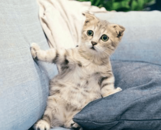 要想带猫咪回去玩嘛？这几点一定要注意一点好 别拿猫命打哈哈(图1)
