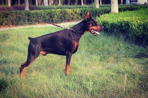 杜宾犬和罗威纳哪个好