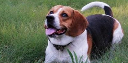 大耳朵狗有都有那些?大家快来先看看(图1)