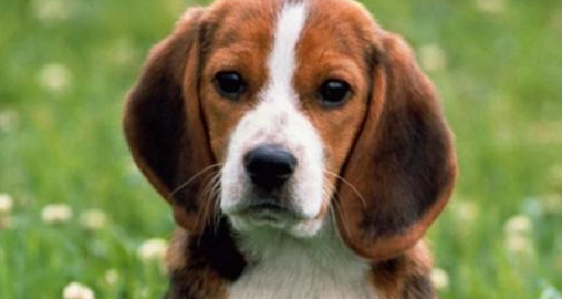 大耳朵狗有都有那些?大家快来先看看(图2)