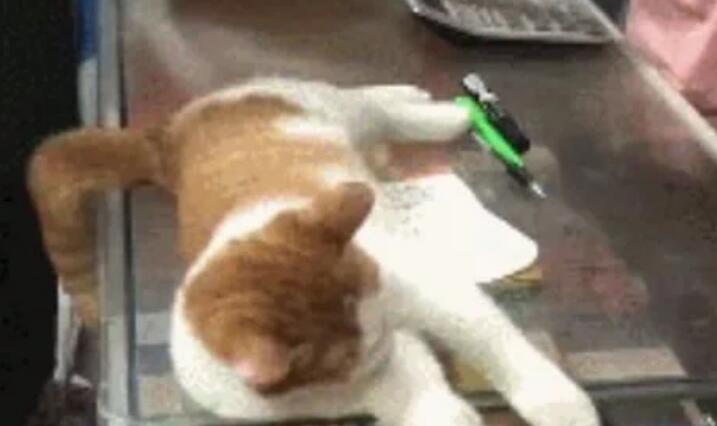 买回家了招揽生意的猫越加不赖嘛 早上不去吃饭就很清楚睡觉(图1)