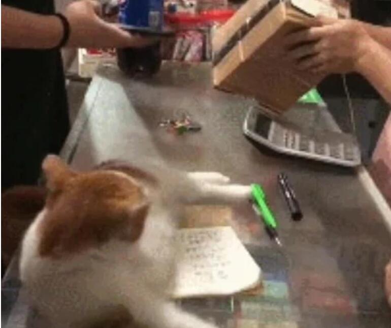 买回家了招揽生意的猫越加不赖嘛 早上不去吃饭就很清楚睡觉(图2)