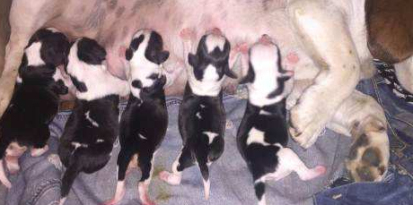 狗崽子几天睁眼睛?让我告诉你!(图1)