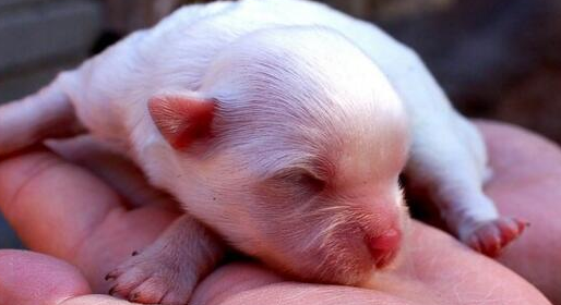 狗崽子几天睁眼睛?让我告诉你!(图2)