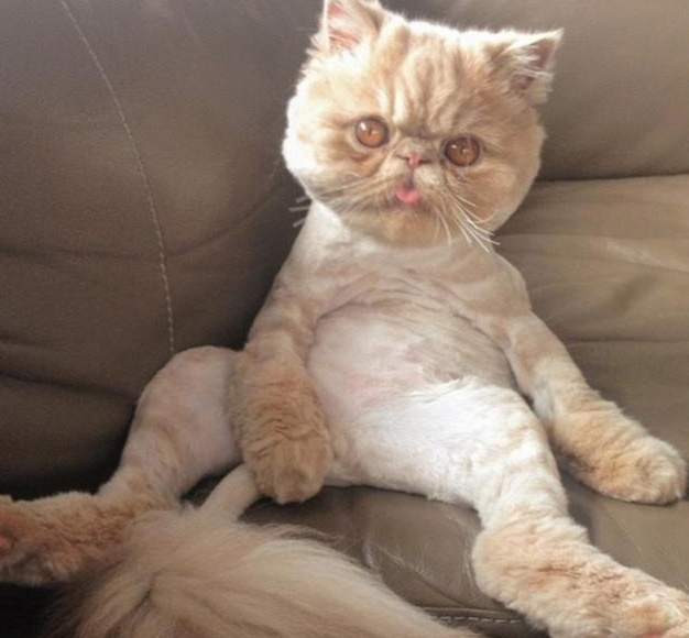 猫咪招牌姿势图片|网上一只新秀猫咪刚刚诞生了(图1)